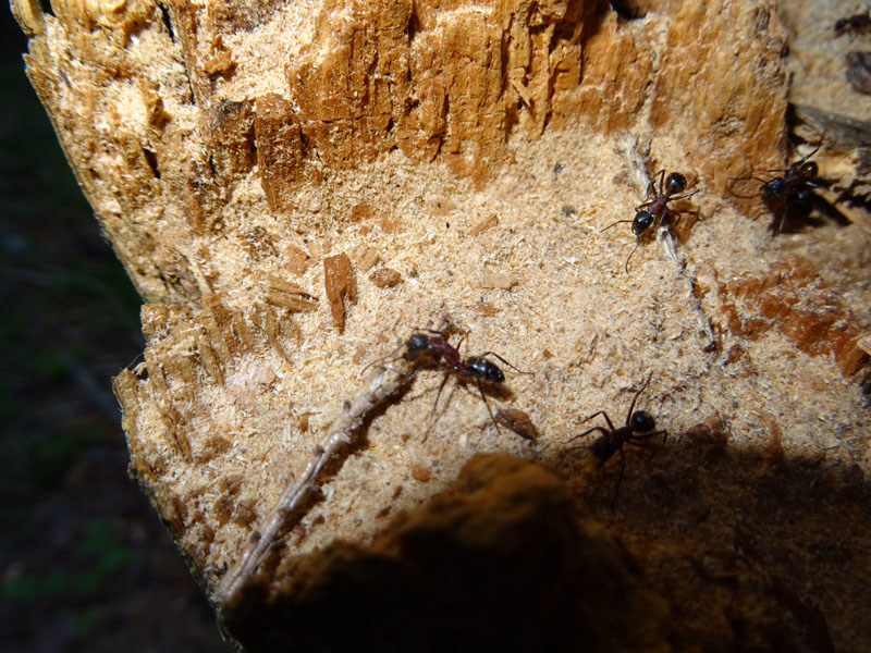 formiche: Camponotus ligniperda
